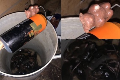 Kvinne møtte i retten for musedrap