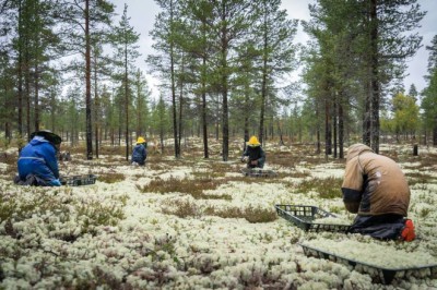Norske Moseprodukter saksøkte Arbeids- og inkluderingsdepartementet – tapte fullstendig